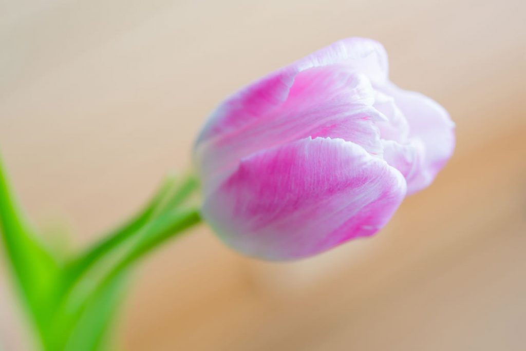 Single Tulip Ideal for Tulip Wedding Bouquet