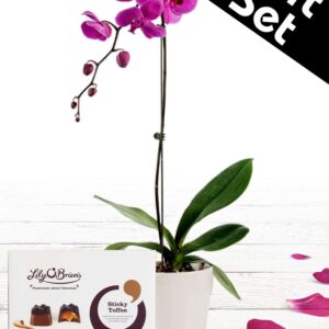 purple_orchid_plant_and_chocolates